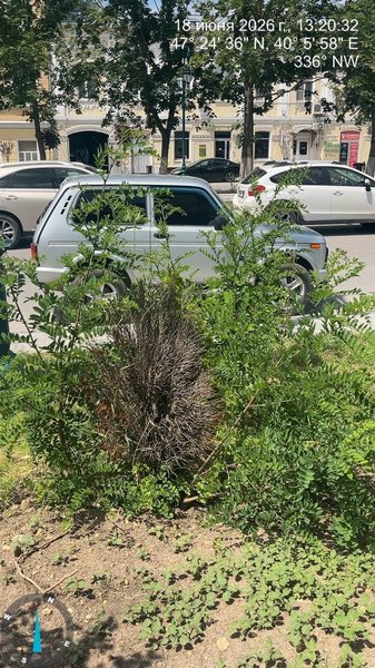На проспекте Платовском  Новочеркасска из 54 высаженных кустов около 30 уже засохли
