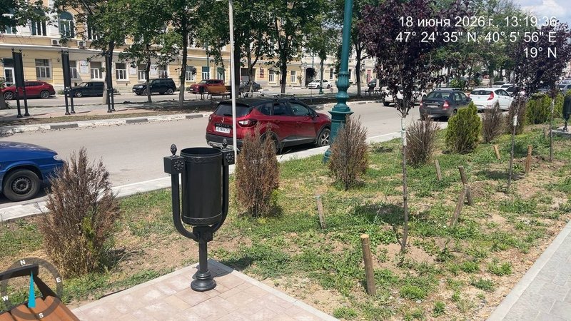 На проспекте Платовском  Новочеркасска из 54 высаженных кустов около 30 уже засохли